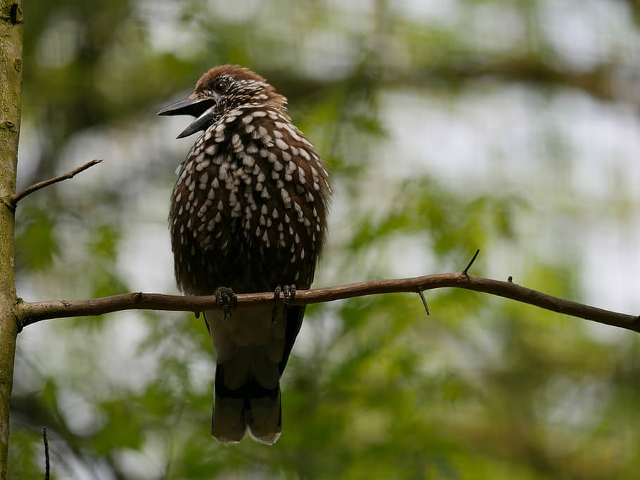 animal, bird, nutcracker, sing, feather, animals in the wild HD wallpaper