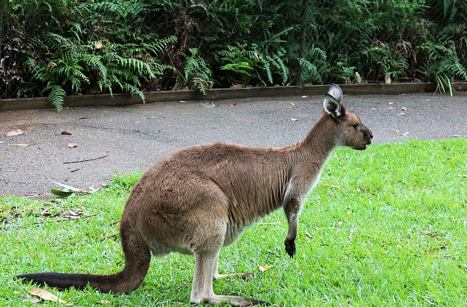 kangaroo, grass, animal, plant, animal themes, mammal, one animal HD wallpaper