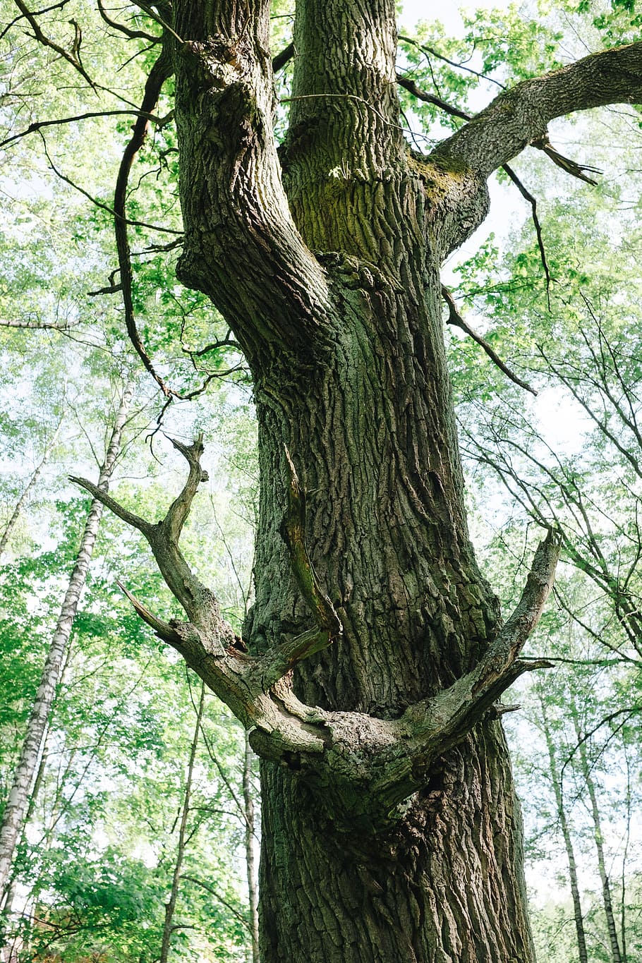 Old tree in forest, nature, tree Trunk, branch, outdoors, woodland HD wallpaper