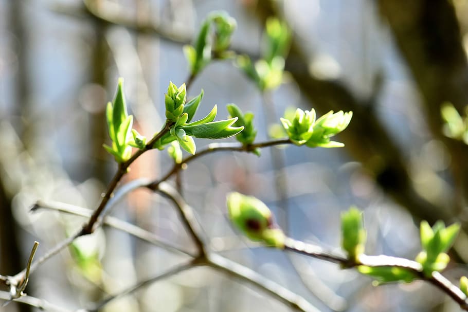 plant, nature, tree, leaf, green, bud, leaves, macro, garden HD wallpaper