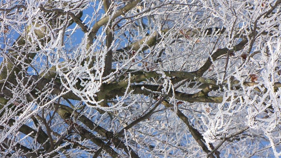 winter, tree, frost, snow, full frame, cold temperature, backgrounds HD wallpaper