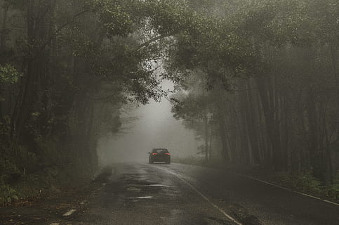cold, wood, light, road, bosque, car, car lights, countryside HD wallpaper