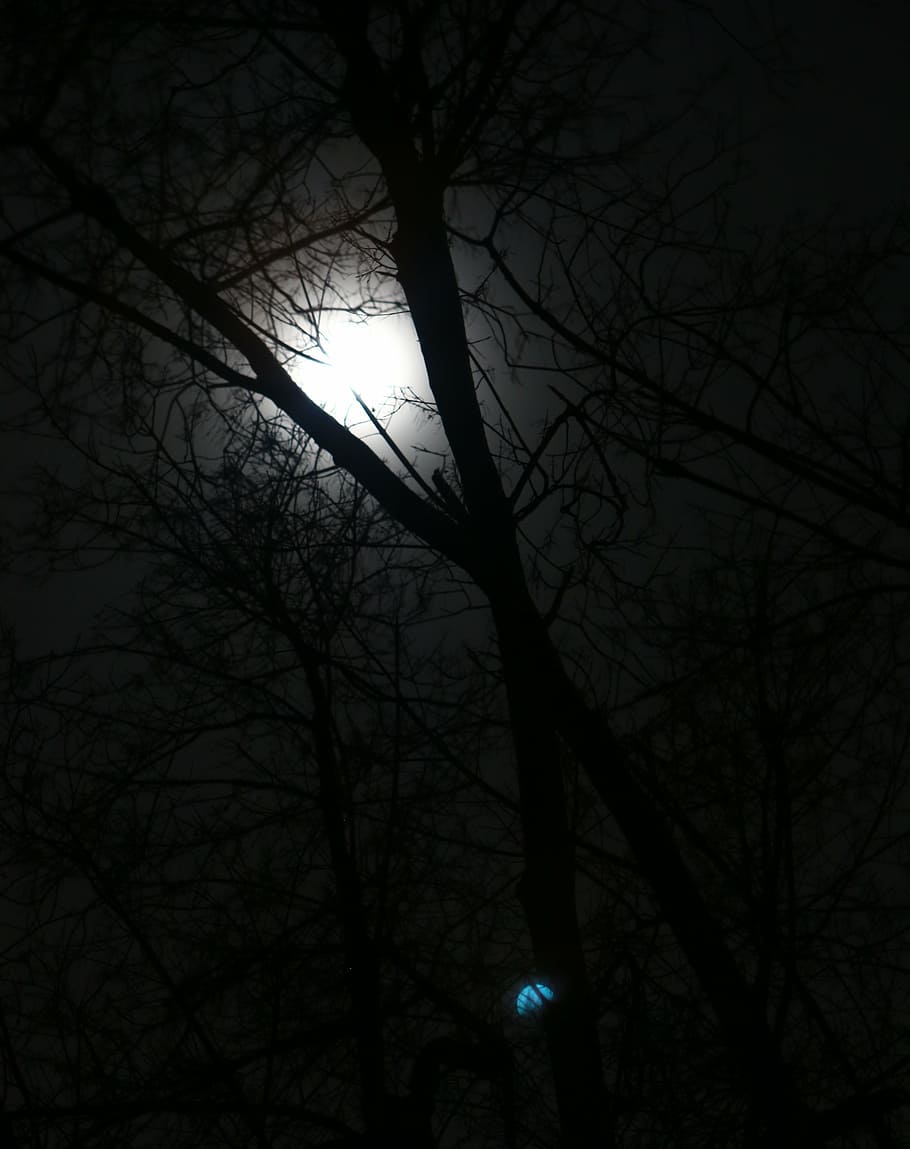 moon, moonlight, night, sky, nature, lunar, astrology, bare tree HD wallpaper