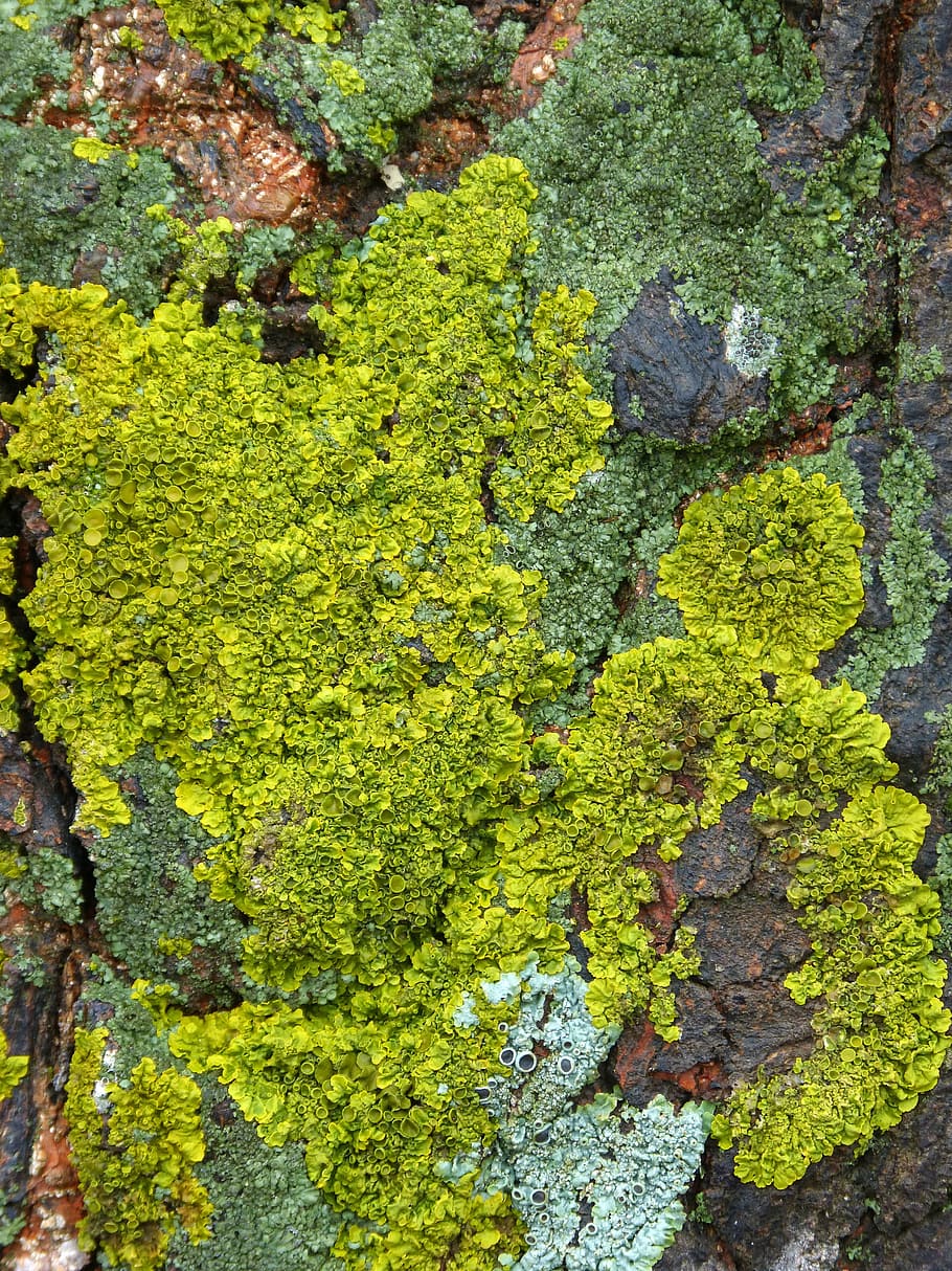 lichen, lichens, background, texture, green color, full frame, HD wallpaper