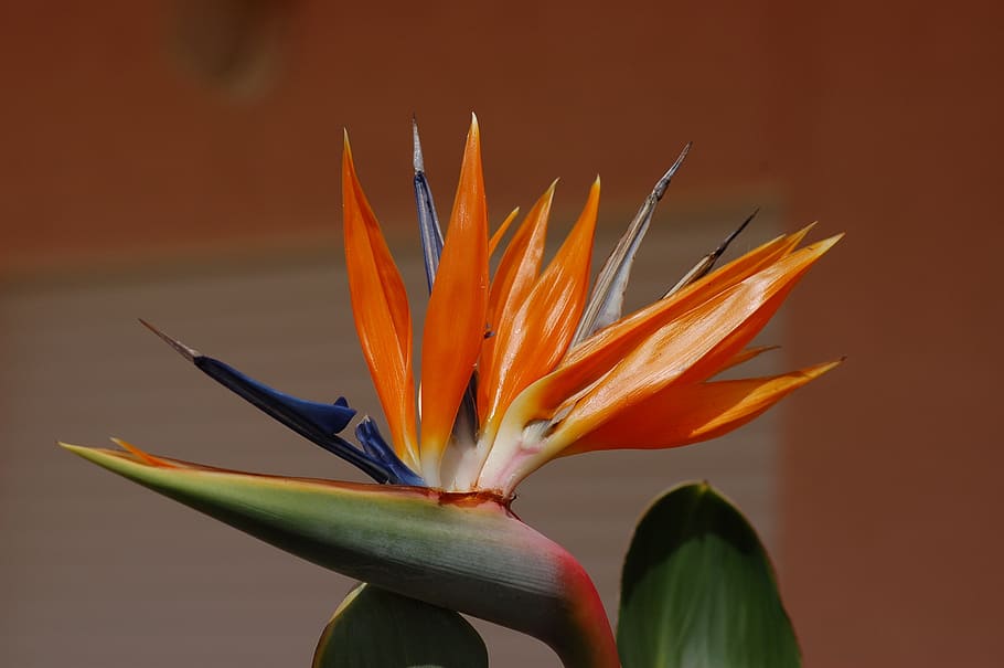 strelitzia, flower, garden, paradise, plant, tropical, exotic HD wallpaper