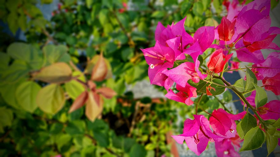 nature, flowers, summer, garden, beautiful, bloom, blooming, blossom HD wallpaper