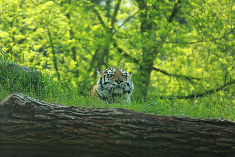 nature, wood, animal, animal themes, one animal, mammal, animal wildlife HD wallpaper