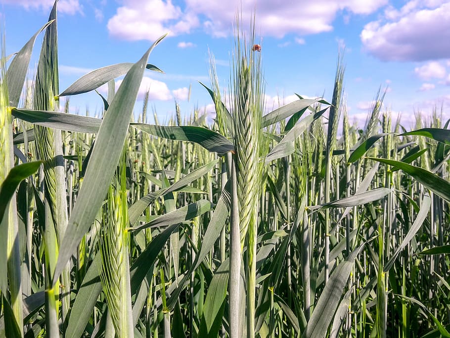 corn, corn on the cob, green, growth, field, plant, cloud - sky HD wallpaper