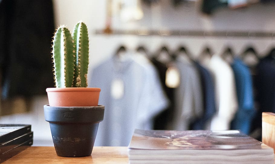 selective focus photo of potted cactus on table near books, plant