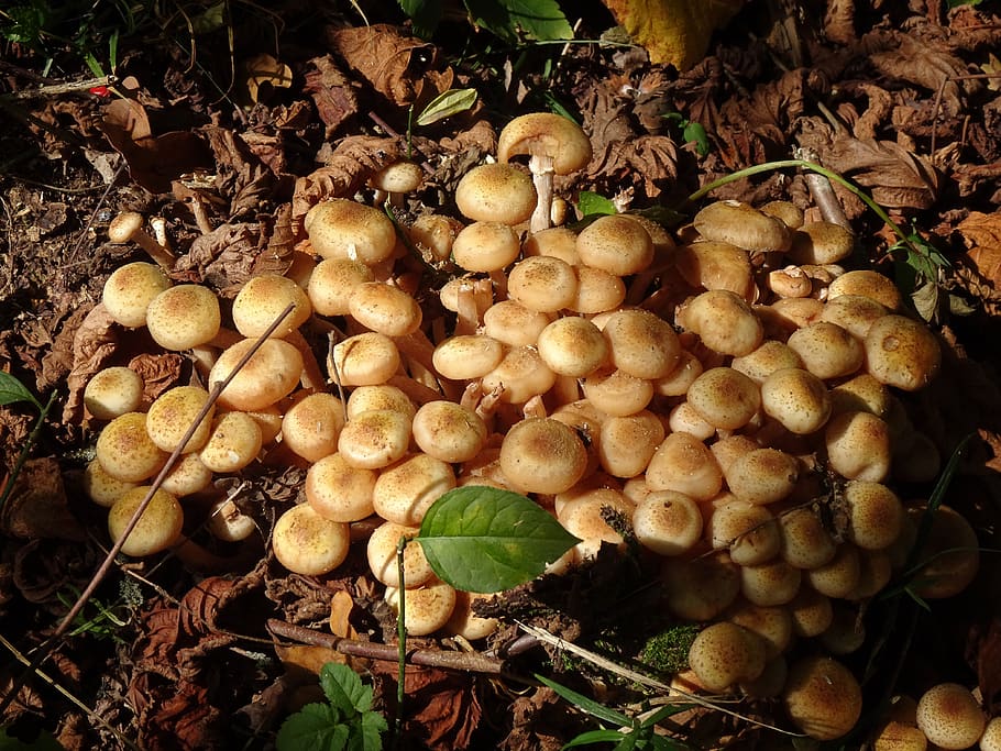 mushrooms, many, structure, texture, forest, forest floor, log HD wallpaper