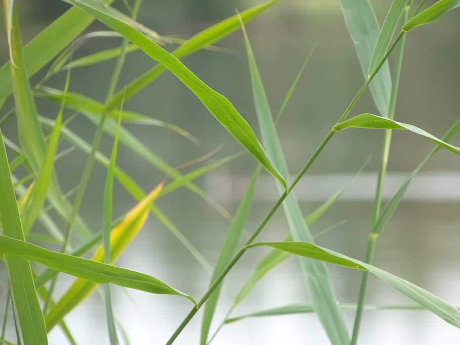 grass, grassy, blade, straws, green, water, natural, detail HD wallpaper