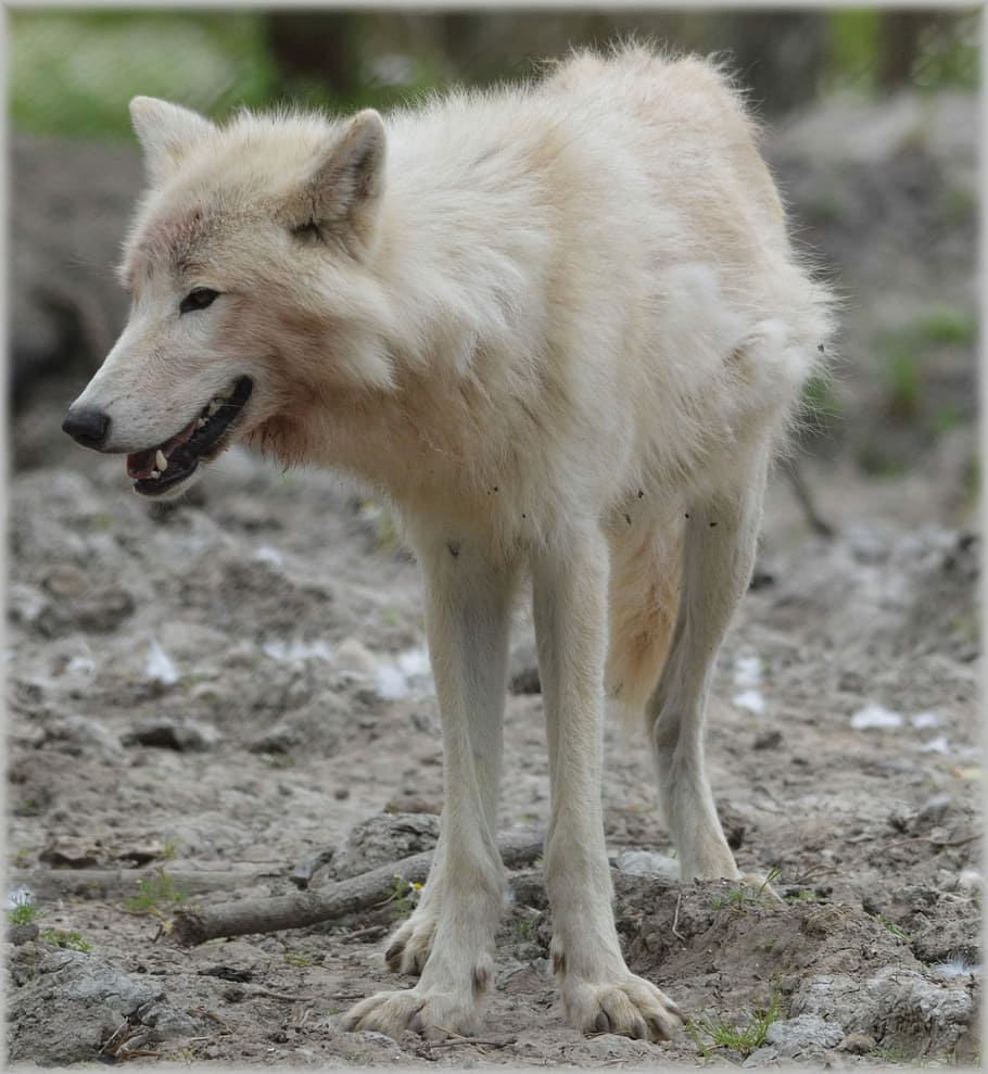 white wold stands on ground near grass at daytime, wolf, predator HD wallpaper