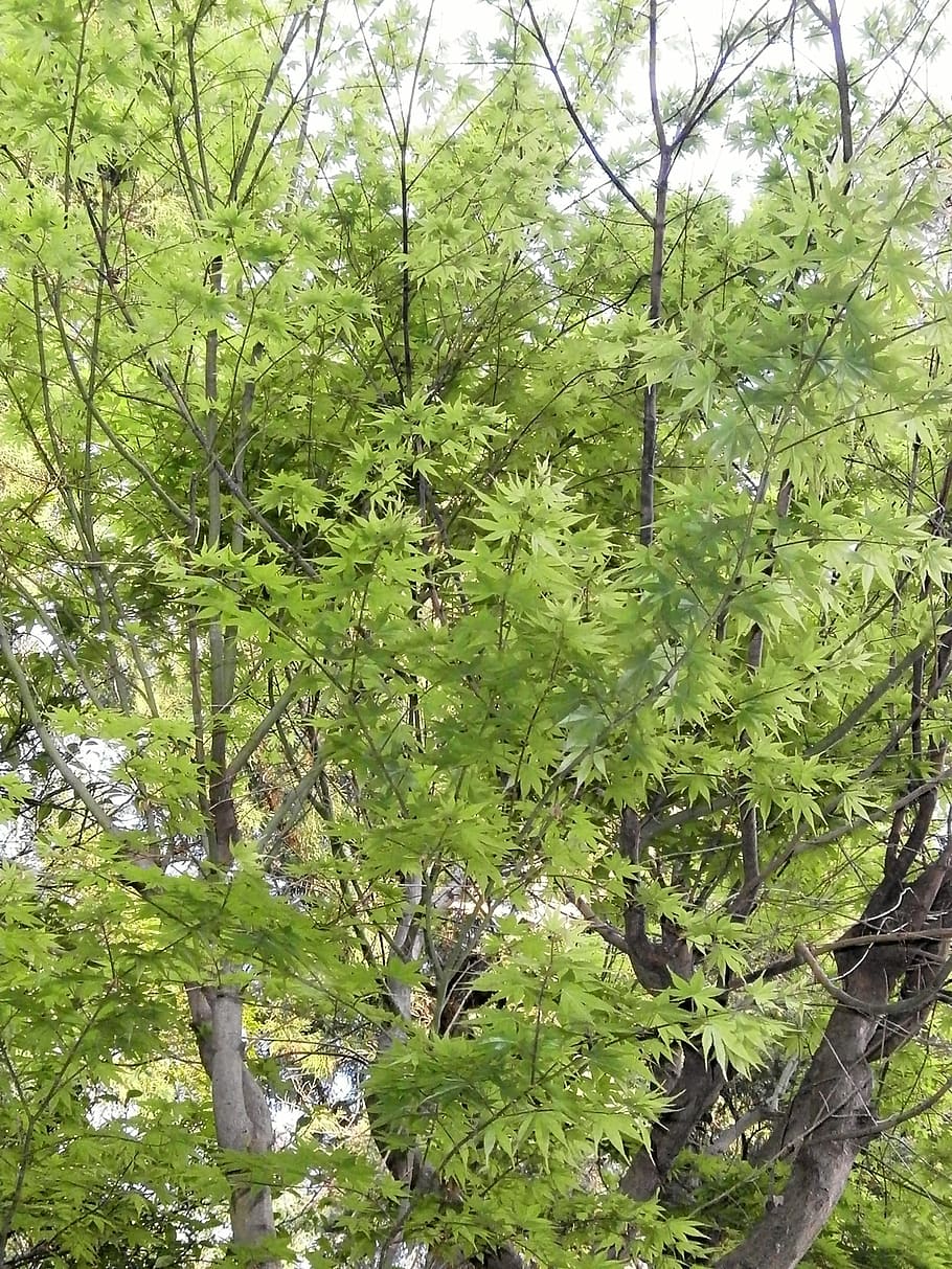 maple, green, fresh green, maple leaf, arboretum, plant, tree HD wallpaper