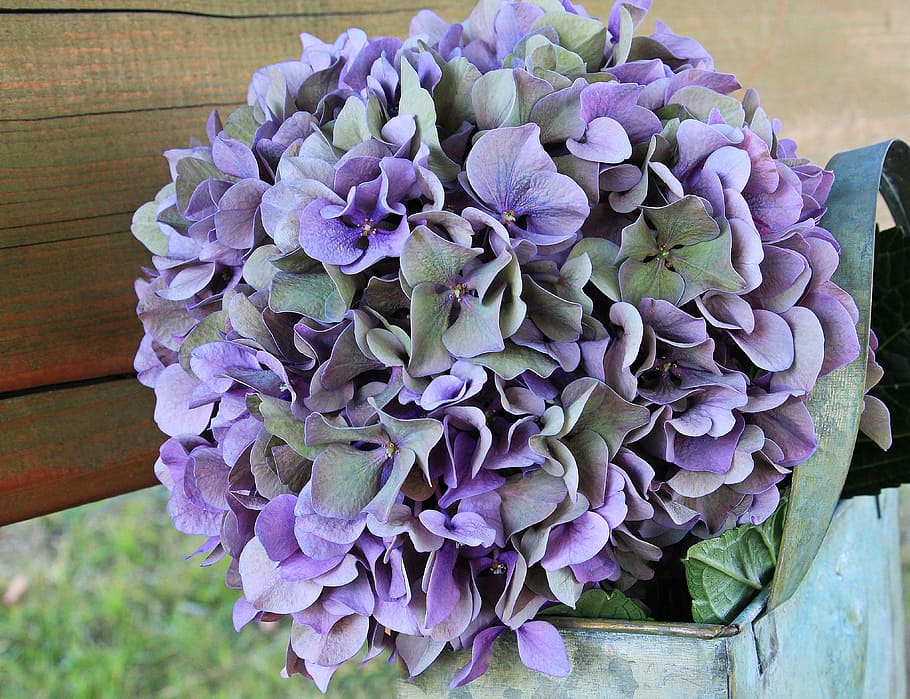 purple petaled flower arrangements, hydrangea, blossom, bloom HD wallpaper