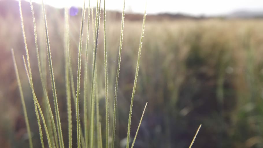 Crop, Sunlight, Grass, Closeup, Leaf, garden, rural, countryside HD wallpaper