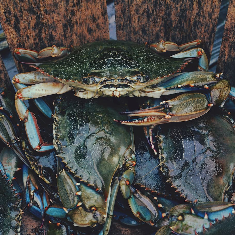crab, crawfish, crayfish, animal, marine, nature, fauna, food, HD wallpaper