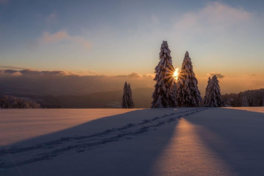 snowcapped pine trees on mountain taken during sunset, winter HD wallpaper