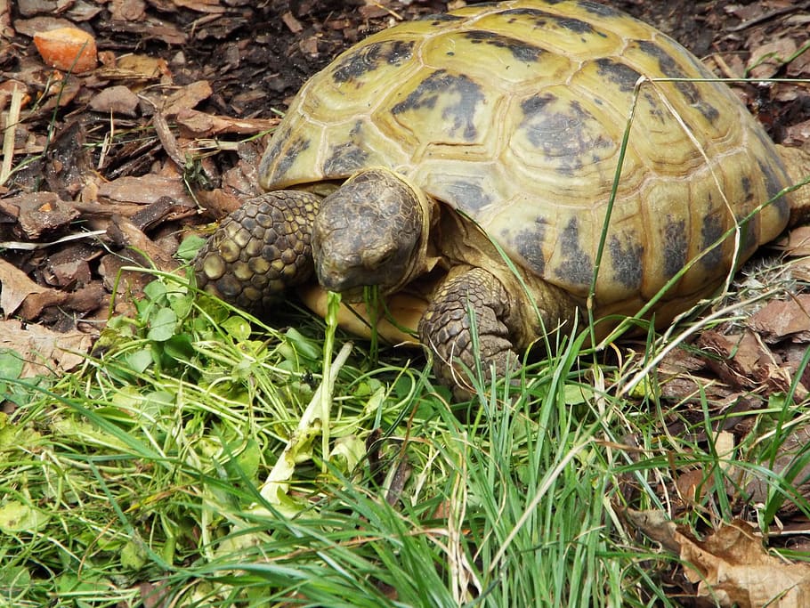 turtle, animals, reptiles, animal themes, animal wildlife, animals in the wild HD wallpaper