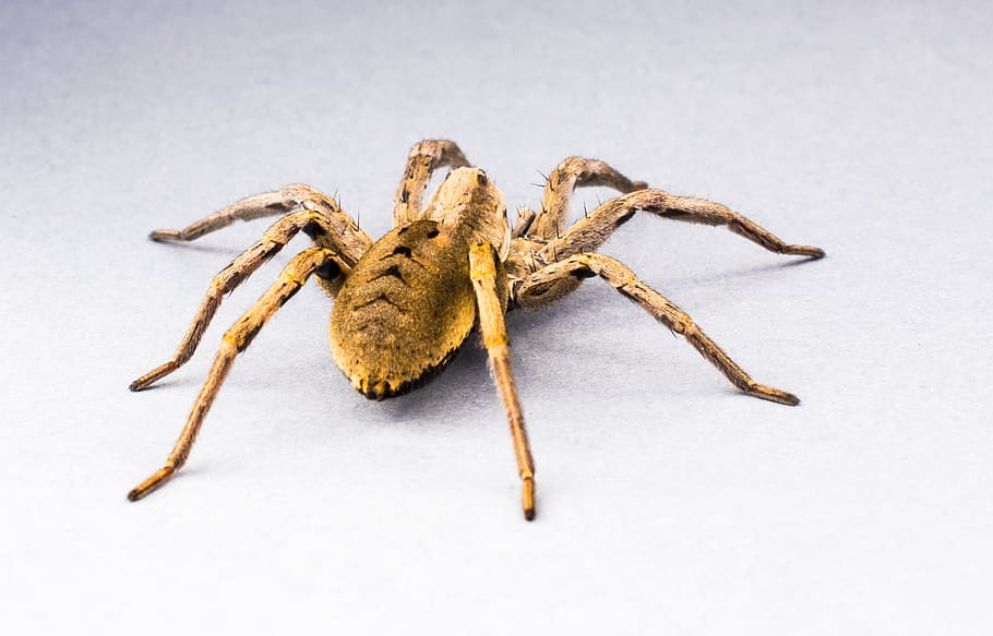 Spider, Arachnid, Insect, Close, one animal, animal wildlife HD wallpaper