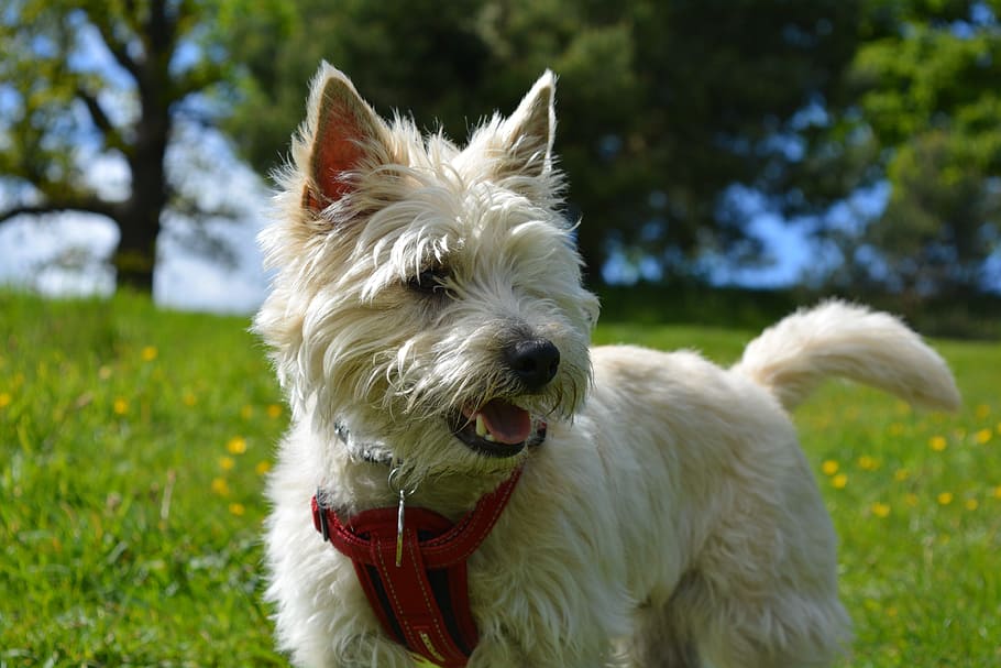 Cairn Terrier, Cairn, Terrier, Dog, Pet, purebred, female, mouth open