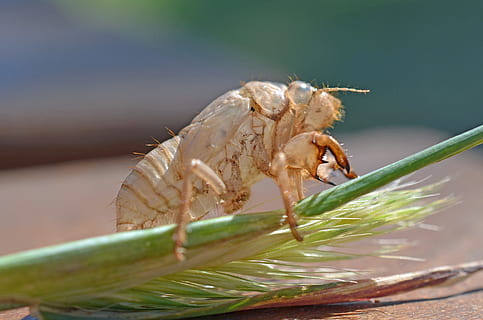 Insect, Sleeve, Leaf, Hatched, green, larval summer, animal HD wallpaper