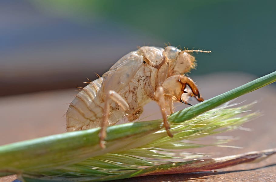 Insect, Sleeve, Leaf, Hatched, green, larval summer, animal HD wallpaper