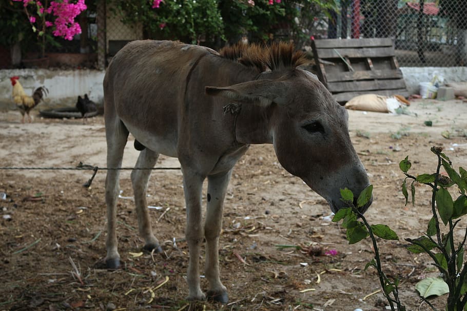 animals, donkey, poverty, field, mammal, vertebrate, animal themes HD wallpaper