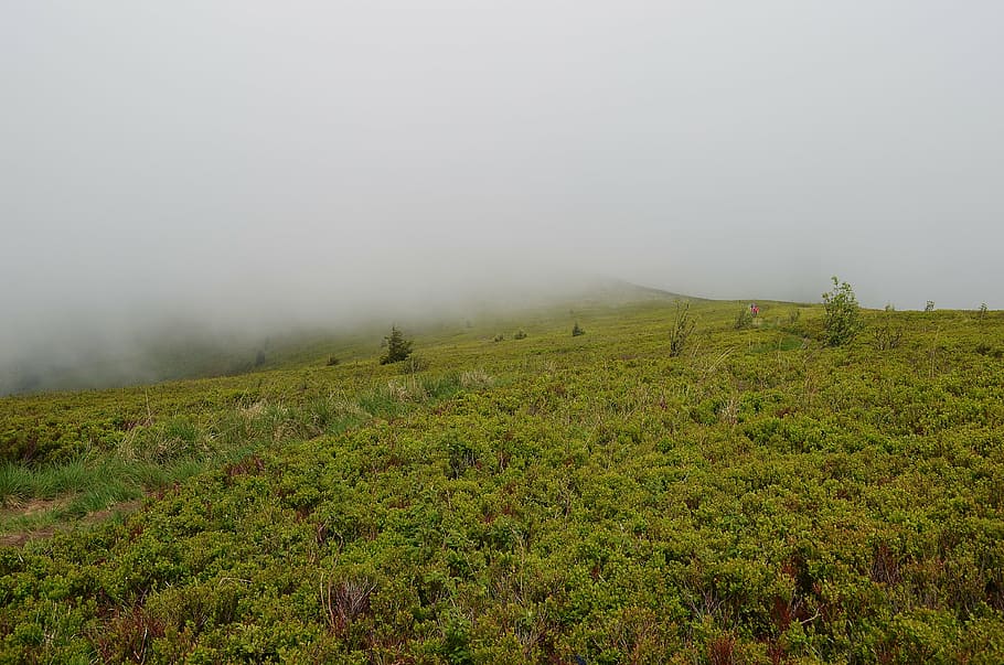 landscape, mountains, nature, forest, vegetation, spring, the fog HD wallpaper