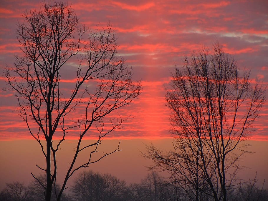 morgenrot, clouds, bright red, trees, silhouette, sunset, sky HD wallpaper