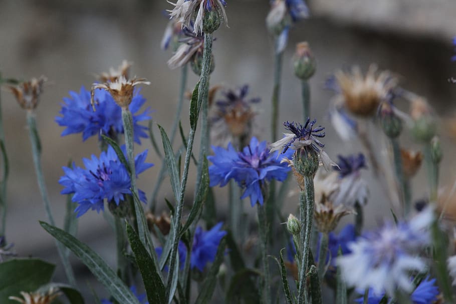 summer, flowers, cornflower, flowering plant, freshness, growth HD wallpaper