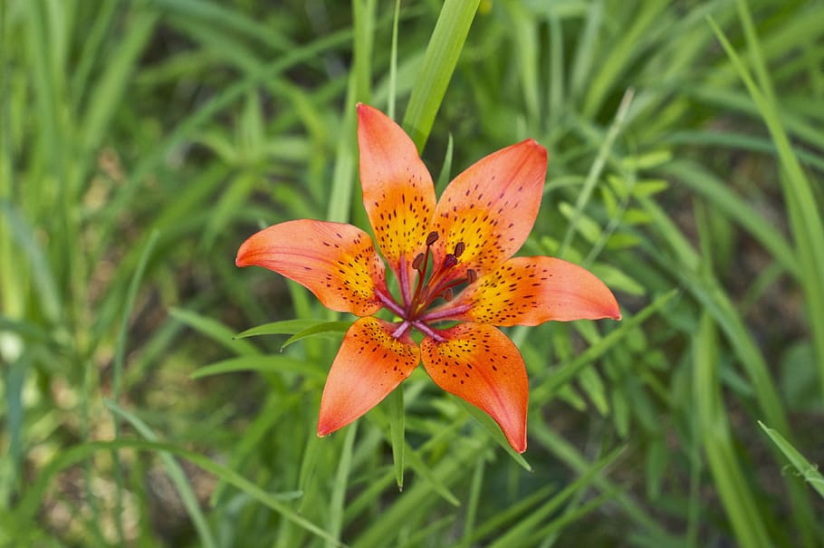flower, grass, green, flora, flowering plant, petal, fragility HD wallpaper
