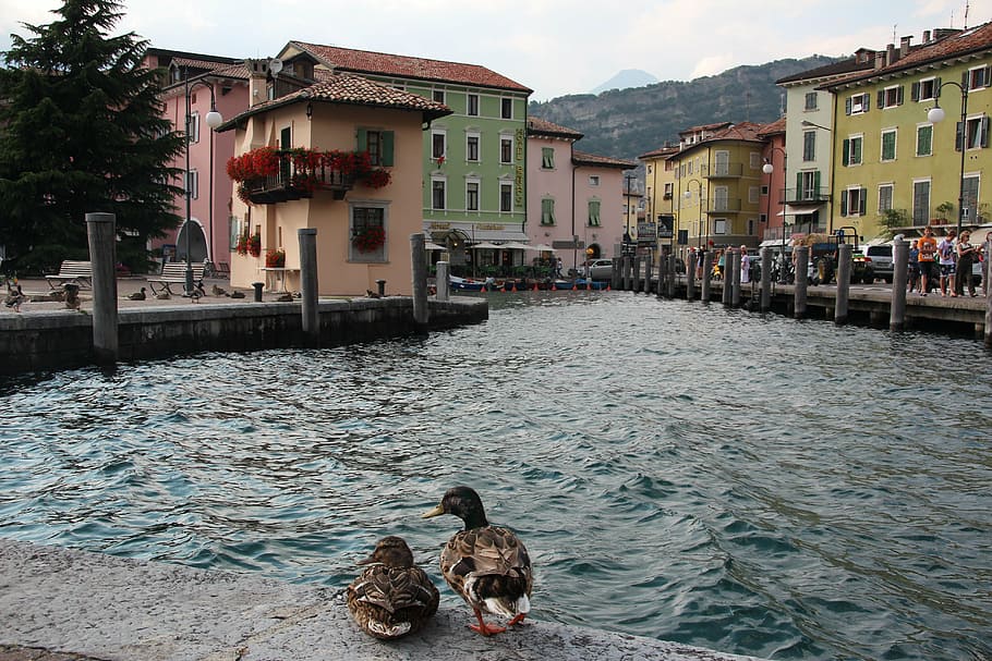 torbole, port, ducks, garda, architecture, water, built structure HD wallpaper