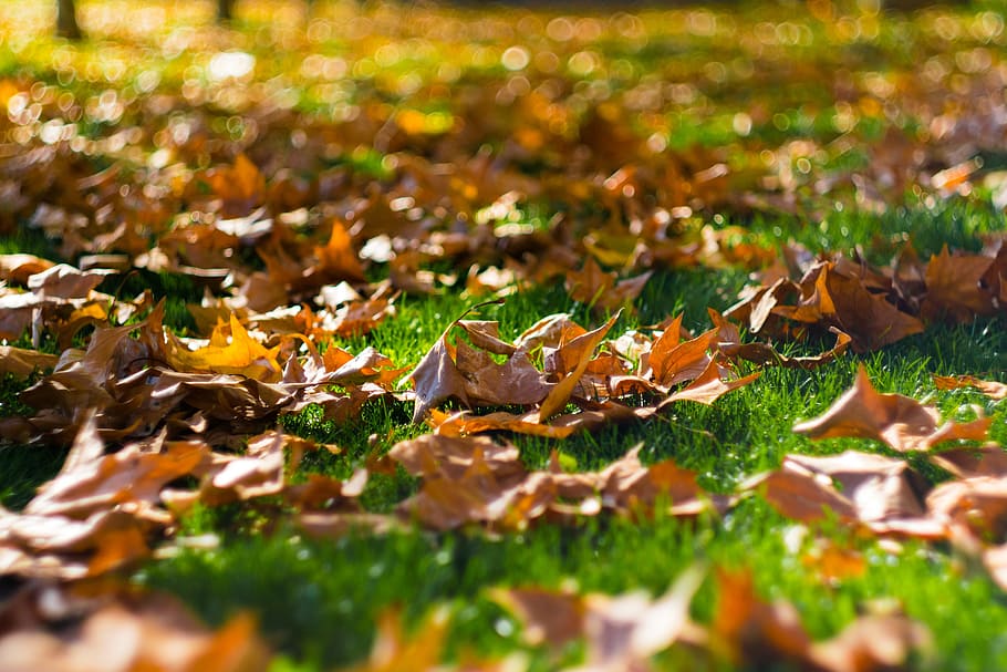 grass, leaves, autumn, fall, brown, bokeh, helios, plant part HD wallpaper