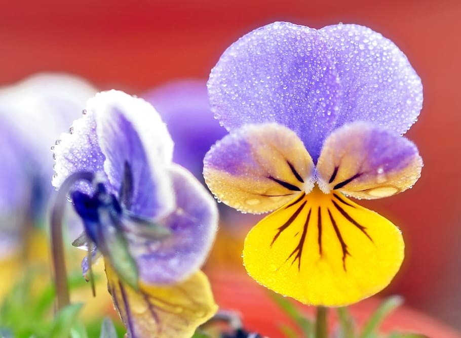 plant, nature, live, flower, flowering plant, freshness, beauty in nature HD wallpaper