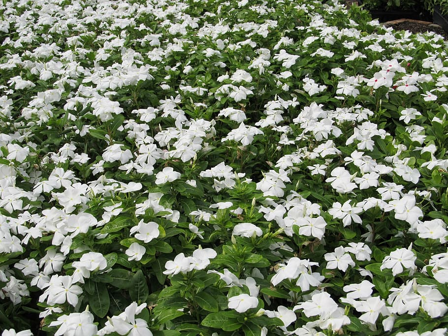 periwinkle, mass, planting, white, green, flowers, landscape HD wallpaper