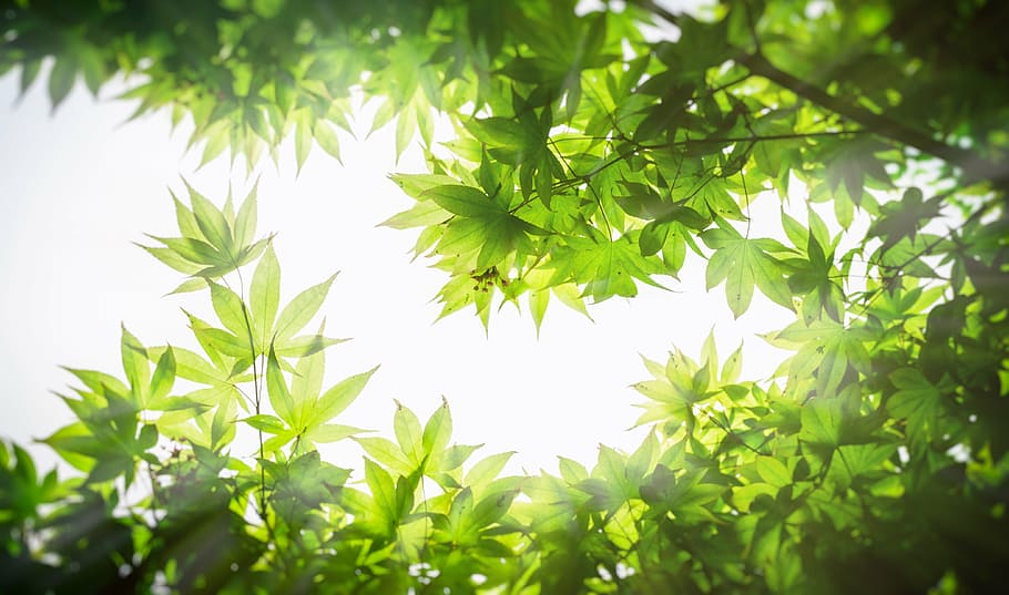 low angle photo of green leaf tree, maple, wood, the leaves, twig, HD wallpaper