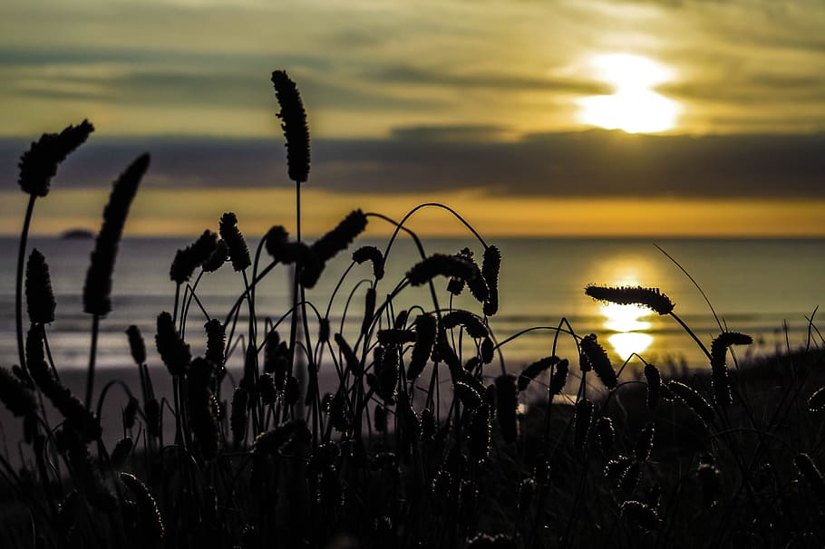 Cornwall, Sunset, Sea, Coast, nature, plant, no people, silhouette HD wallpaper
