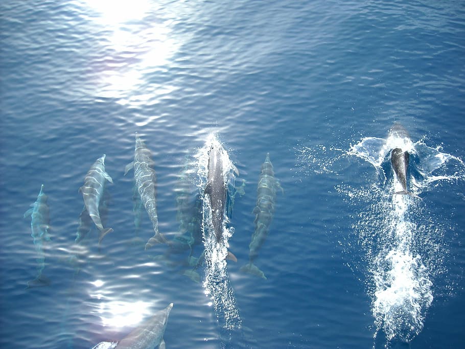 top view of dolphins on body of water, sea, ocean, fish, wildlife HD wallpaper