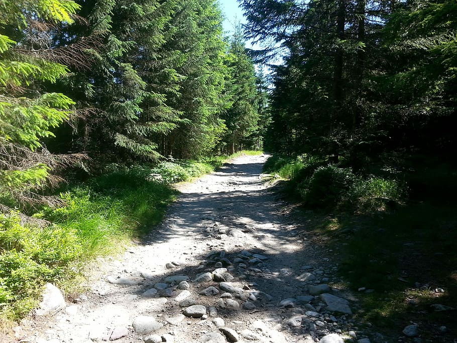 Forest, Nature, Way, Spacer, View, the path, landscape, tourism HD wallpaper