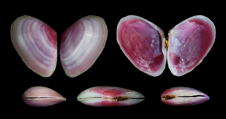 eurytellina lineata, shells, seashells, macro, close-up, beautiful HD wallpaper