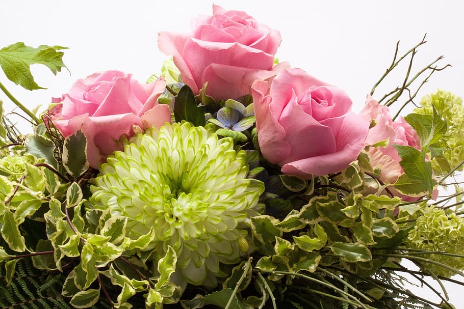 roses, composites, flowers, spring, nature, plant, chrysanthemum HD wallpaper