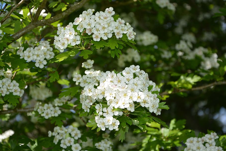 Tiny white flowers in cluster hi-res stock photography and images - Alamy