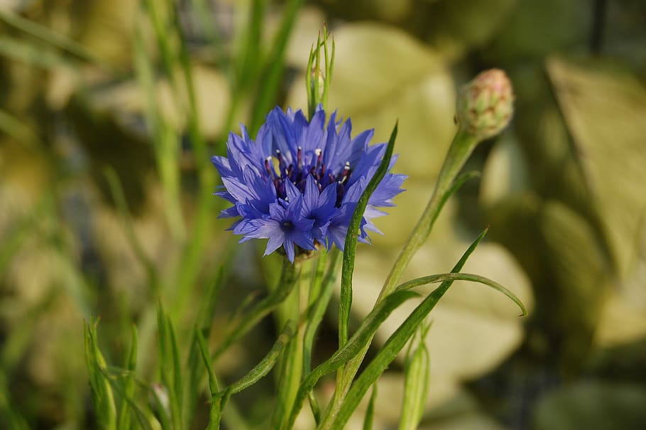 fleur-de-lis, nature, flower, spring, spring flowers, bloom HD wallpaper