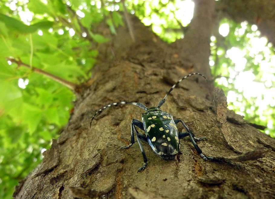Long-Horned Beetle, Insects, Wood, alrak long-horned beetle, HD wallpaper