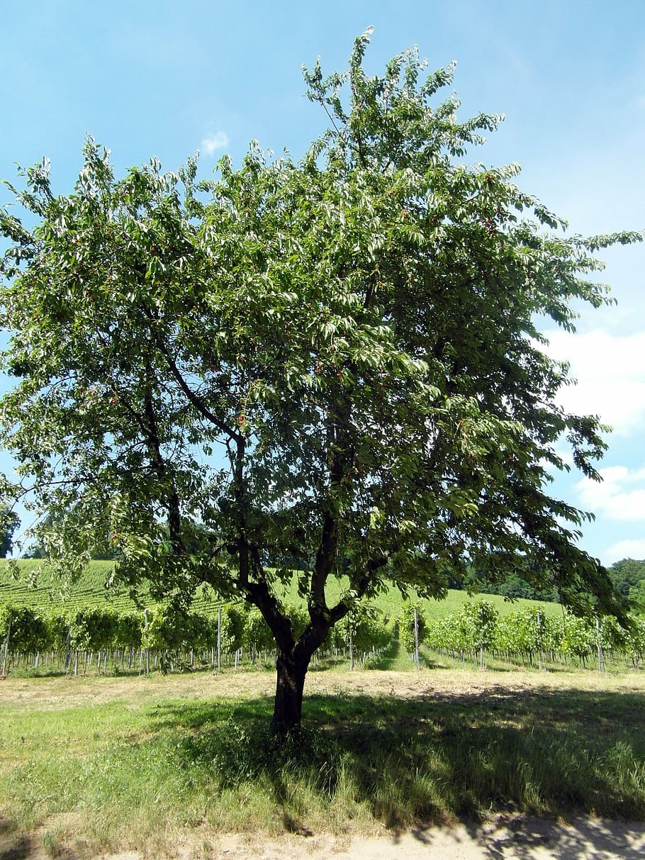odenwald, cherry, fruit, fruit tree, wine, summer, hiking, plant HD wallpaper