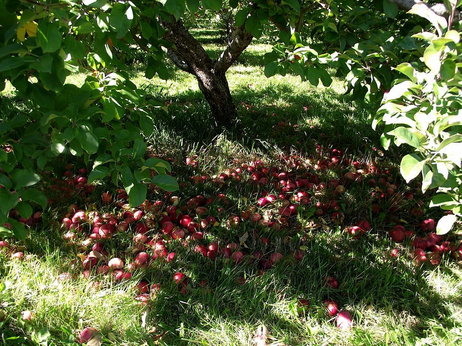 apples, nature, tree, green, orchard, outdoors, red apple, season HD wallpaper
