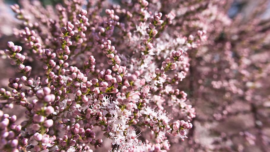 pink, tiny, flowers, tree, spring, bloom, macro, flowering plant HD wallpaper