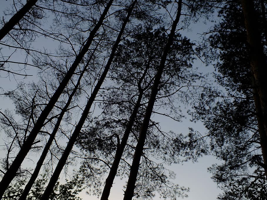 Trees, Silhouette, Sky, summer, nature, forest, branch, low angle view HD wallpaper