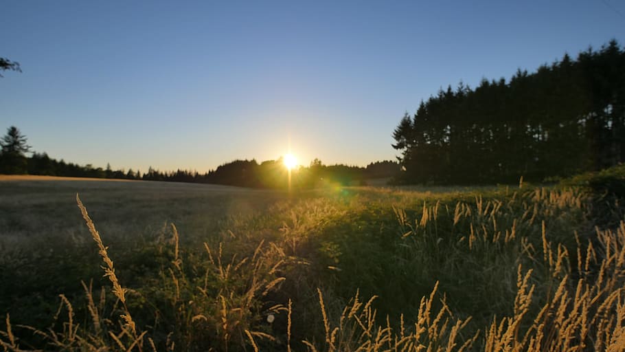 field, sunset, yellow, sunlight, nature, summer, landscape HD wallpaper