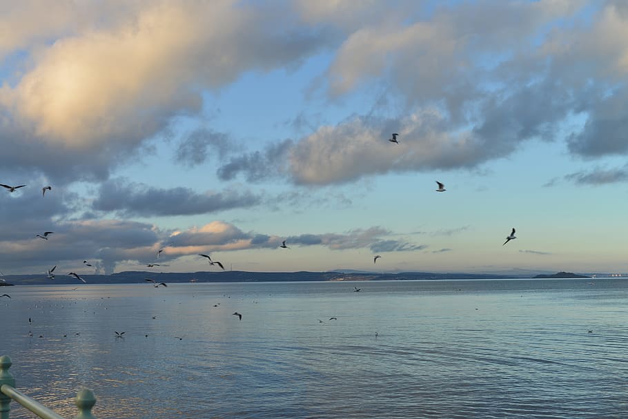 beach, seagull, new, landscape, flight, wing, cloud, seagulls flying HD wallpaper